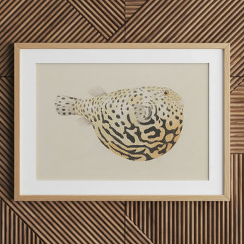 Blowfish - Luigi Balugani Sea Life Art Print / Canvas Framed Illustration Spotted Pufferfish Intricate Black Beige Patterns Balugani’s
