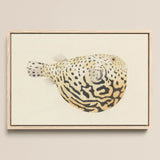 Blowfish - Luigi Balugani Sea Life Art Print / Canvas Framed Illustration Spotted Pufferfish Intricate Black Beige Patterns Balugani’s
