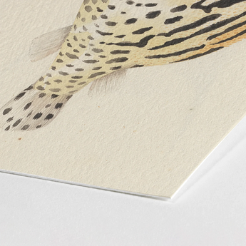 Blowfish - Luigi Balugani Sea Life Art Print / Canvas Watercolor Illustration Fish Black Spots Stripes Beige Paper Balugani’s Sketchbook,