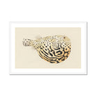 Blowfish - Luigi Balugani Sea Life Art Print, Framed Pufferfish Illustration