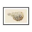 Blowfish - Luigi Balugani Sea Life Art Print, Framed Pufferfish Illustration