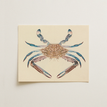 Blue Crab - Luigi Balugani Marine Life Art Print / Canvas, 14x11’’ / 36x28cm / Unframed / no Border, Posters Prints & Visual Artwork, Toby