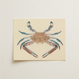 Blue Crab - Luigi Balugani Marine Life Art Print / Canvas, Luigi Balugani, Blue Crab, Balugani Sea Life