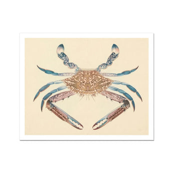 Blue Crab - Luigi Balugani Marine Life Art Print / Canvas, Luigi Balugani, Blue Crab, Balugani Sea Life