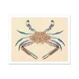 Blue Crab - Luigi Balugani Marine Life Art Print / Canvas Brown Detailed Shell Claws, Sea Prints