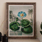 Blue Egyptian Water Lily - Robert John Thornton Art Print, 11x14’’ / 28x36cm / Unframed, Framed Botanical Print Blue Water Lily Large Green