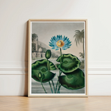 Blue Egyptian Water Lily - Robert John Thornton Art Print / Canvas Framed Botanical Illustration Vibrant Lotus Flower Yellow, Masterfully