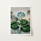 Blue Egyptian Water Lily - Robert John Thornton Art Print / Canvas Framed Botanical Illustration Vibrant Lotus Flower Golden, Masterfully