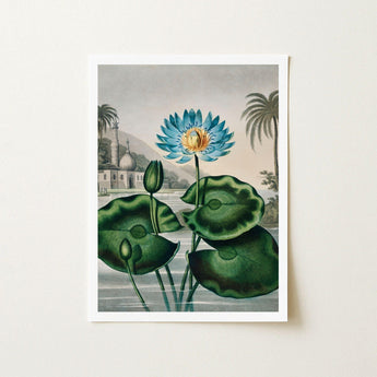 Blue Egyptian Water Lily - Robert John Thornton Art Print / Canvas Framed Botanical Illustration Vibrant Lotus Flower Golden, Masterfully