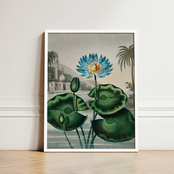 Blue Egyptian Water Lily - Robert John Thornton Art Print / Canvas Framed Botanical Illustration Vibrant Lotus Flower Yellow, Masterfully