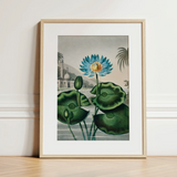 Blue Egyptian Water Lily - Robert John Thornton Art Print / Canvas, 12x16’’ / 31x41cm / Natural Frame / Matboard, Posters Prints & Visual