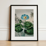 Blue Egyptian Water Lily - Robert John Thornton Art Print / Canvas, 12x16’’ / 31x41cm / Black Frame / Matboard, Posters Prints & Visual