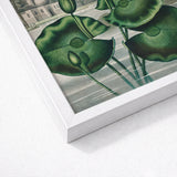 Blue Egyptian Water Lily - Robert John Thornton Art Print / Canvas Framed Botanical Illustration Detailed Green Pads Buds, Masterfully