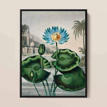 Blue Egyptian Water Lily - Robert John Thornton Art Print / Canvas Framed Botanical Illustration Vibrant Blue Lotus Flower Orange Robert