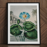 Blue Egyptian Water Lily - Robert John Thornton Art Print / Canvas Framed Botanical Illustration Vibrant Blue Lotus Flower Orange Robert