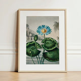 Blue Egyptian Water Lily - Robert John Thornton Art Print / Canvas Framed Botanical Illustration Vibrant Lotus Flower Yellow, Masterfully