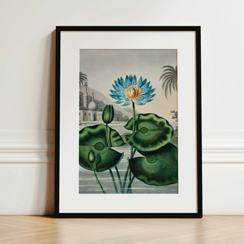 Blue Egyptian Water Lily - Robert John Thornton Art Print / Canvas Framed Botanical Illustration Vibrant Blue Lotus Flower Yellow Robert