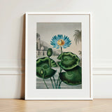 Blue Egyptian Water Lily - Robert John Thornton Art Print / Canvas Framed Botanical Illustration Vibrant Lotus Flower Yellow, Masterfully