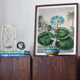 Blue Egyptian Water Lily - Robert John Thornton Art Print / Canvas Framed Botanical Lotus Flower Large Green, Masterfully Prints