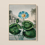Blue Egyptian Water Lily - Robert John Thornton Art Print / Canvas Framed Vintage-style Botanical Illustration Vibrant Lotus Flower,