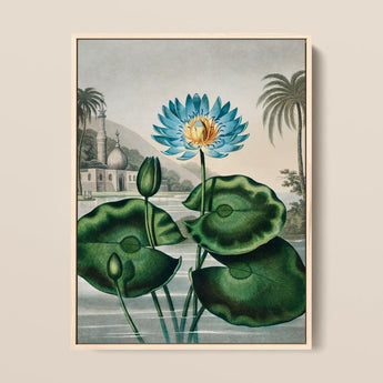 Blue Egyptian Water Lily - Robert John Thornton Art Print / Canvas Framed Vintage-style Botanical Illustration Vibrant Lotus Flower,