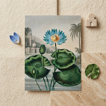 Blue Egyptian Water Lily - Robert John Thornton Art Print / Canvas Rectangular Print Detailed Illustration Vibrant Blue Lotus Flower Robert