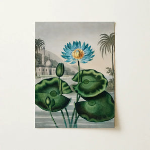 Blue Egyptian Water Lily - Robert John Thornton Art Print / Canvas Vibrant Blue Lotus Flower Golden Center Surrounded Lush Robert John