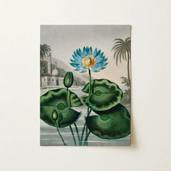 Blue Egyptian Water Lily - Robert John Thornton Art Print / Canvas Vibrant Blue Lotus Flower Golden Center Surrounded Lush Robert John