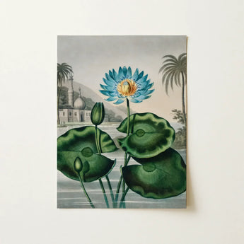 Blue Egyptian Water Lily - Robert John Thornton Art Print / Canvas Vibrant Lotus Flower Golden Center Surrounded Lush, Masterfully Prints