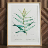 Bush Cane – Botanische Kunstgrafik von Pierre-joseph Redouté / Leinwand, 24x32’’ / 61x81cm / Naturrahmen / Passepartout, Poster, Drucke & visuelle Kunst