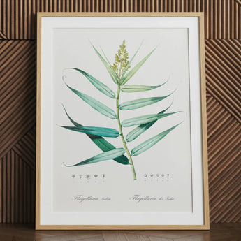 Bush Cane – Botanische Kunstgrafik von Pierre-joseph Redouté / Leinwand, 24x32’’ / 61x81cm / Naturrahmen / Passepartout, Poster, Drucke & visuelle Kunst