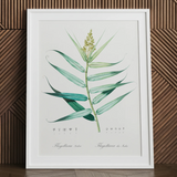 Bush Cane – Botanische Kunstgrafik von Pierre-joseph Redouté / Leinwand, 24x32’’ / 61x81cm / Weißer Rahmen / Passepartout, Poster, Drucke & visuelle Kunst