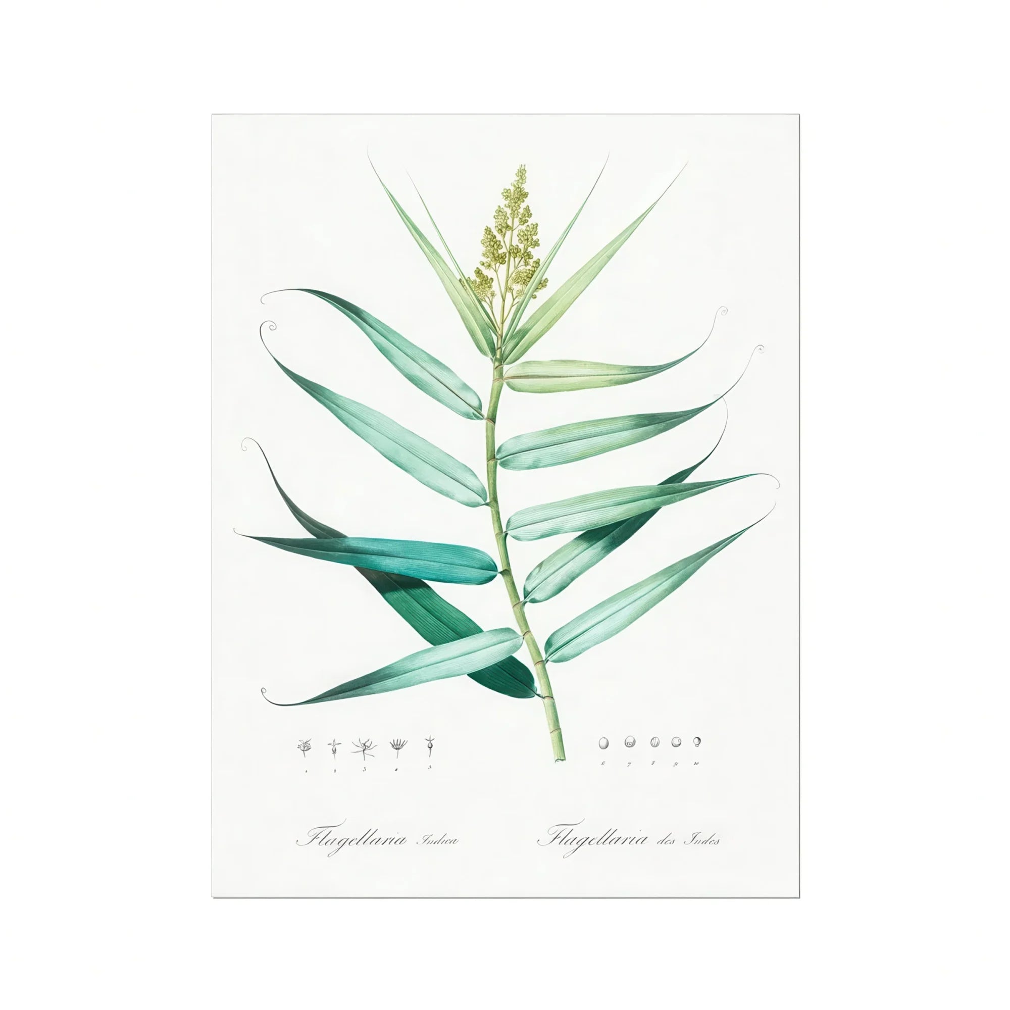 Bush Cane - Pierre-joseph Redouté Botanist Art Print, Botanical Illustration Green Plant Stem Elongated Leaves Spike