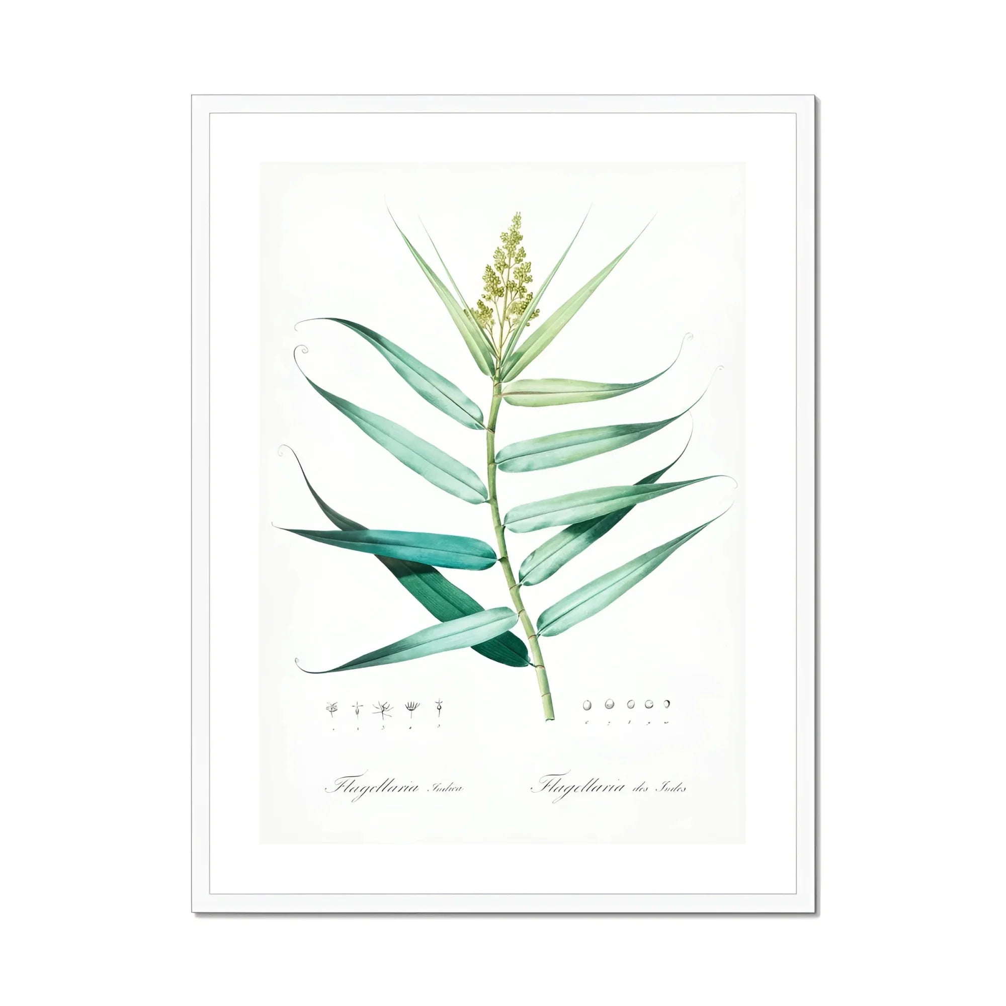 Bush Cane - Pierre-joseph Redouté Botanist Art Print, Botanical Illustration Green Plant Stem Elongated Leaves Spike