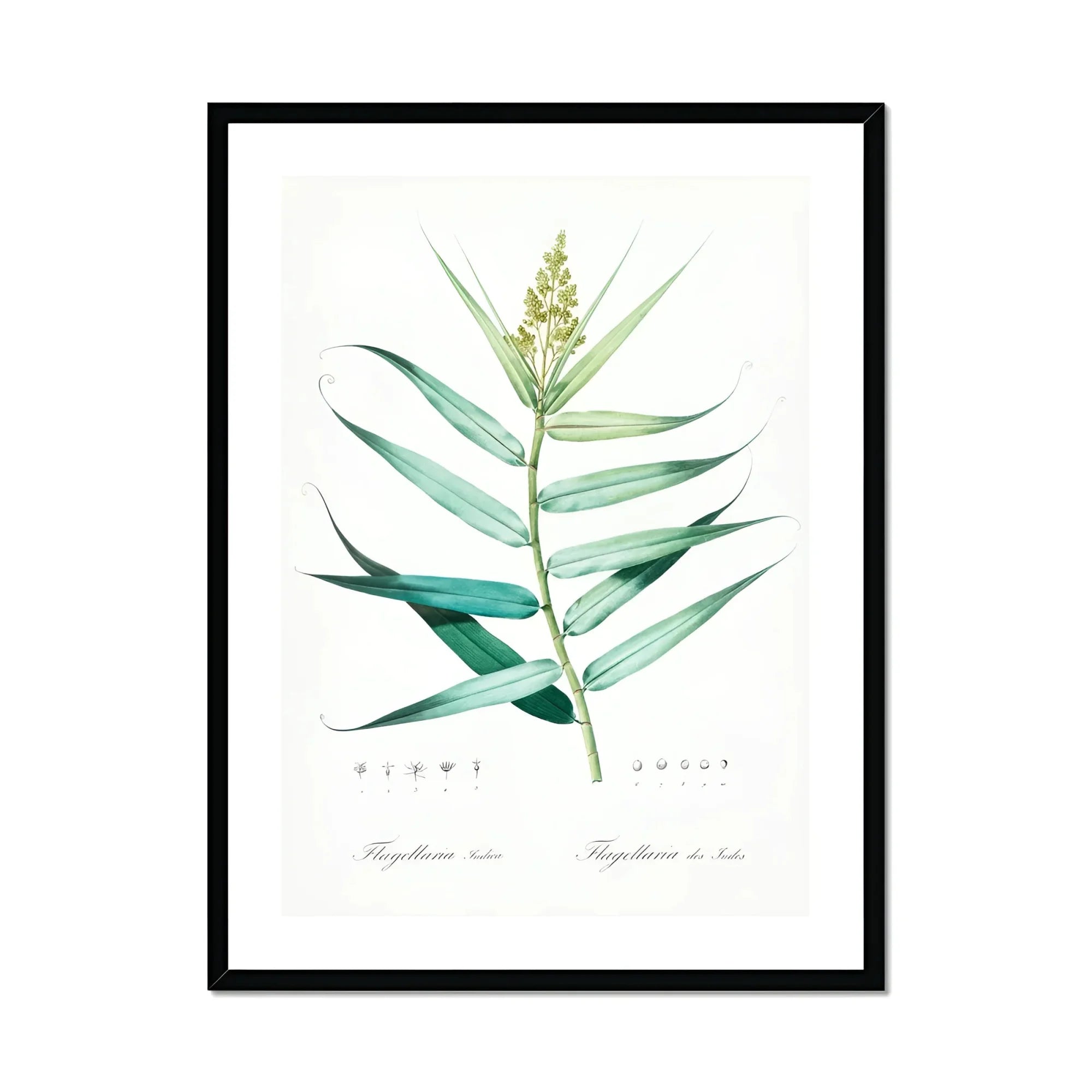 Bush Cane - Pierre-joseph Redouté Botanist Art Print, Botanical Illustration Green Plant Stem Elongated Leaves Spike