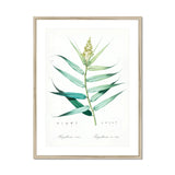 Bush Cane - Pierre-joseph Redouté Botanist Art Print, Botanical Watercolor Illustration Green Plant Stem Elongated Leaves