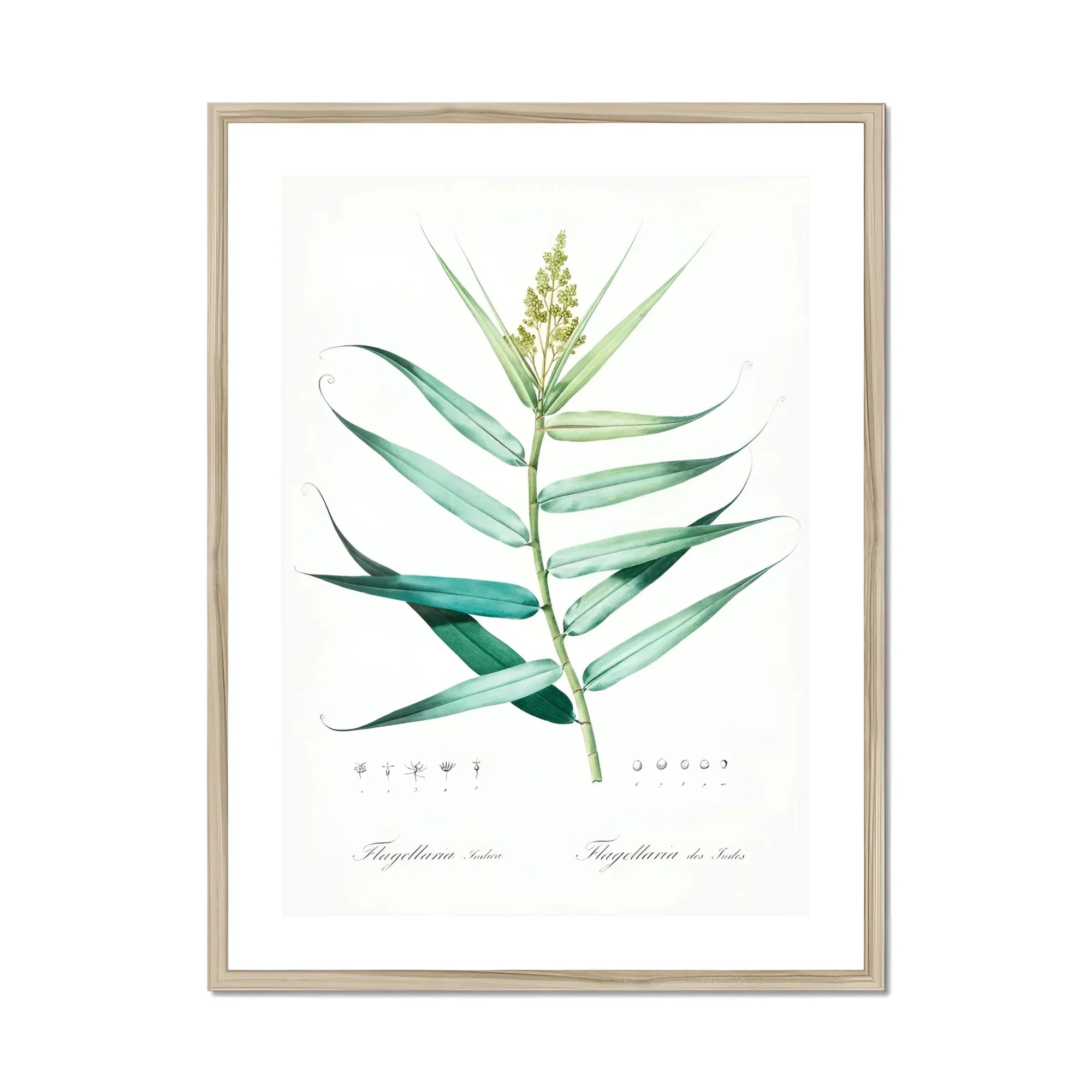 Bush Cane - Pierre-joseph Redouté Botanist Art Print, Botanical Watercolor Illustration Green Plant Stem Elongated Leaves