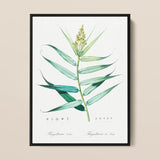 Bush Cane - Pierre-joseph Redouté Botanist Art Print / Canvas, 12x16’’ / 31x41cm / Black Frame, Posters Prints & Visual Artwork, Toby Leon