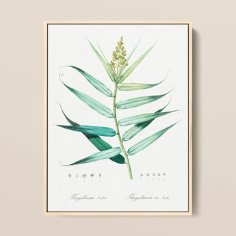 Bush Cane - Pierre-joseph Redouté Botanist Art Print / Canvas, 12x16’’ / 31x41cm / Natural Frame, Posters Prints & Visual Artwork, Toby