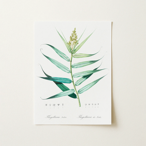 Bush Cane - Pierre-joseph Redouté Botanist Art Print / Canvas, 12x16’’ / 31x41cm / Unframed / no Border, Posters Prints & Visual Artwork,