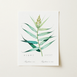 Bush Cane - Pierre-joseph Redouté Botanist Art Print / Canvas, 12x16’’ / 31x41cm / Unframed / no Border, Posters Prints & Visual Artwork,