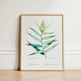 Bush Cane - Pierre-joseph Redouté Botanist Art Print / Canvas Framed Botanical Illustration Detailed Green Plant Elongated Redouté,