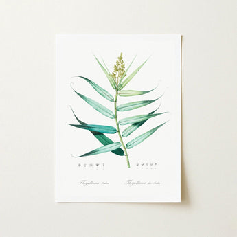 Bush Cane - Pierre-joseph Redouté Botanist Art Print / Canvas Botanical Illustration Plant Long Slender Green Leaves Redouté, Redouté’s,