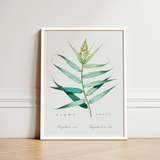 Bush Cane - Pierre-joseph Redouté Botanist Art Print / Canvas Framed Botanical Illustration Detailed Green Plant Elongated Redouté,