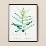 Bush Cane - Pierre-joseph Redouté Botanist Art Print / Canvas Botanical Illustration Print Black Frame Detailed Green Leaves Pierre-joseph