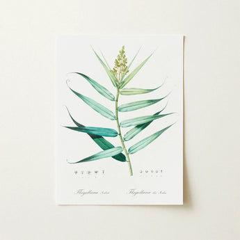 Bush Cane - Pierre-joseph Redouté Botanist Art Print / Canvas Botanical Illustration Green Plant Elongated Leaves Central Redouté,