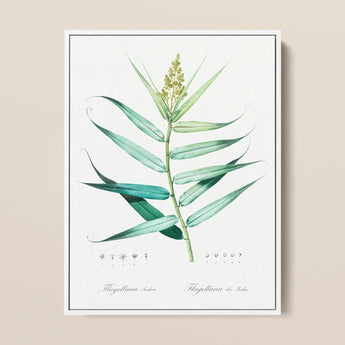 Bush Cane - Pierre-joseph Redouté Botanist Art Print / Canvas Botanical Illustration White Frame Detailed Green Leaves Redouté, Redouté’s,