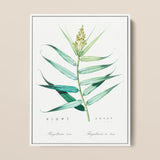 Bush Cane - Pierre-joseph Redouté Botanist Art Print / Canvas Botanical Illustration Print White Frame Detailed Green Leaves Pierre-joseph