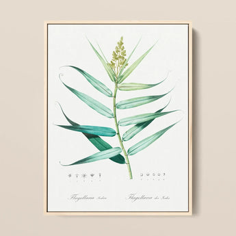 Bush Cane - Pierre-joseph Redouté Botanist Art Print / Canvas Framed Botanical Illustration Print Detailed Depiction Green Bamboo