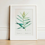 Bush Cane - Pierre-joseph Redouté Botanist Art Print / Canvas Framed Botanical Illustration Detailed Green Plant Elongated Redouté,